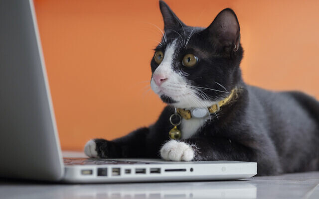 A cat working at the computer. (Tanased Hemathulin/iStock via Getty Images) A cat working at the computer. (Tanased Hemathulin/iStock via Getty Images)