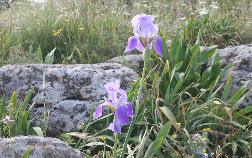 The Iris mesopotamia flower at the Ophir overlook. (Shmuel Bar-Am)
