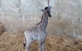A baby giraffe born in the Jerusalem Biblical Zoo, June 21, 2020. (Jerusalem Biblical Zoo)