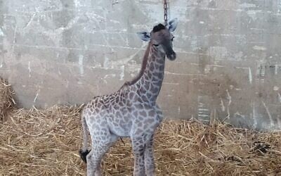 A baby giraffe born in the Jerusalem Biblical Zoo, June 21, 2020. (Jerusalem Biblical Zoo)