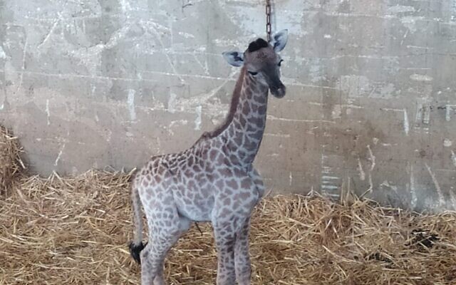 A baby giraffe born in the Jerusalem Biblical Zoo, June 21, 2020. (Jerusalem Biblical Zoo)