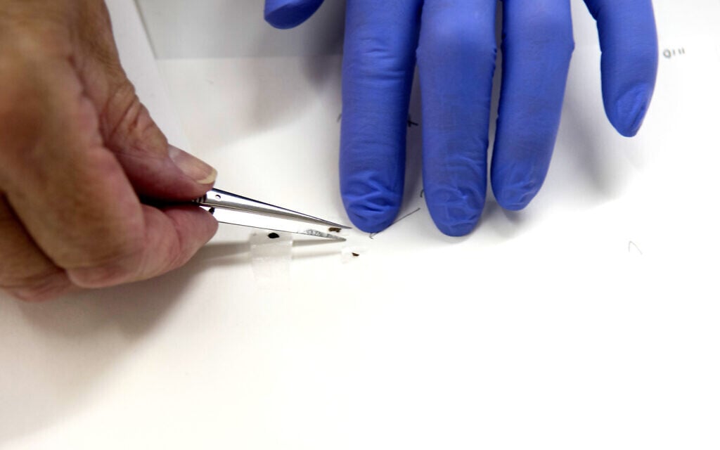 Sampling DNA in Sweden. (Shai Halevi, Courtesy of the Israel Antiquities Authority)
