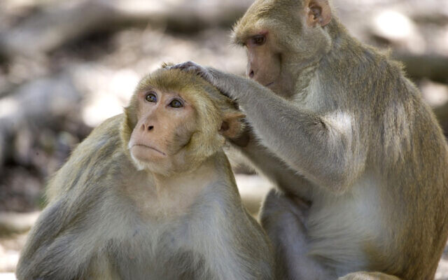 In this July 29, 2008, file photo, a rhesus macaque monkey grooms another on Cayo Santiago, known as Monkey Island, off the eastern coast of Puerto Rico. Since 1938, the 37-acre island has served as a research colony where the monkeys, originally from India, are studied. (AP Photo/Brennan Linsley, File) In this July 29, 2008, file photo, a rhesus macaque monkey grooms another on Cayo Santiago, known as Monkey Island, off the eastern coast of Puerto Rico. Since 1938, the 37-acre island has served as a research colony where the monkeys, originally from India, are studied. (AP Photo/Brennan Linsley, File)