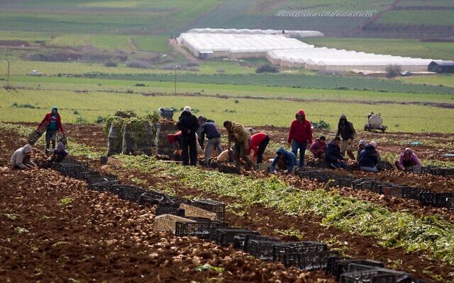 Palestinian farmers harvest onions in Jordan Valley in the West Bank, on February 10, 2020. (AP/Majdi Mohammed) Palestinian farmers harvest onions in Jordan Valley in the West Bank, on February 10, 2020. (AP/Majdi Mohammed)