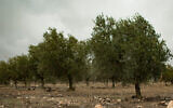 Illustrative: An olive grove (Sebi Berens/Flash90)