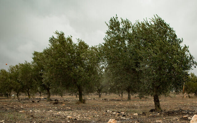 Illustrative: An olive grove (Sebi Berens/Flash90) Illustrative: An olive grove (Sebi Berens/Flash90)