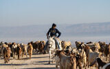 A Palestinian shepherd herds his sheep in the Jordan Valley, in the West Bank on January 7, 2020. (Yaniv Nadav/Flash90)