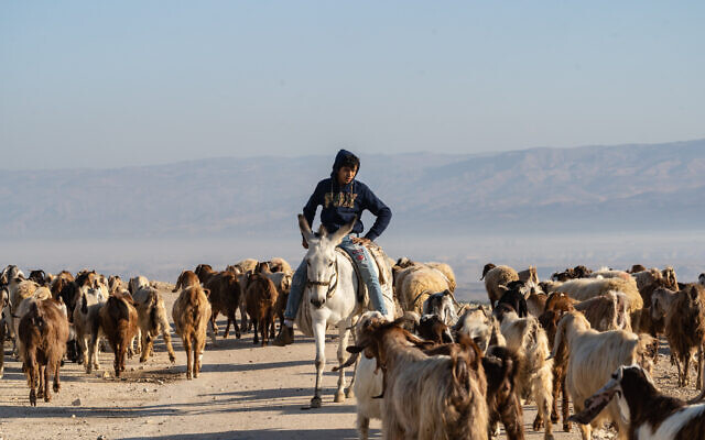 A Palestinian shepherd herds his sheep in the Jordan Valley, in the West Bank on January 7, 2020. (Yaniv Nadav/Flash90) A Palestinian shepherd herds his sheep in the Jordan Valley, in the West Bank on January 7, 2020. (Yaniv Nadav/Flash90)