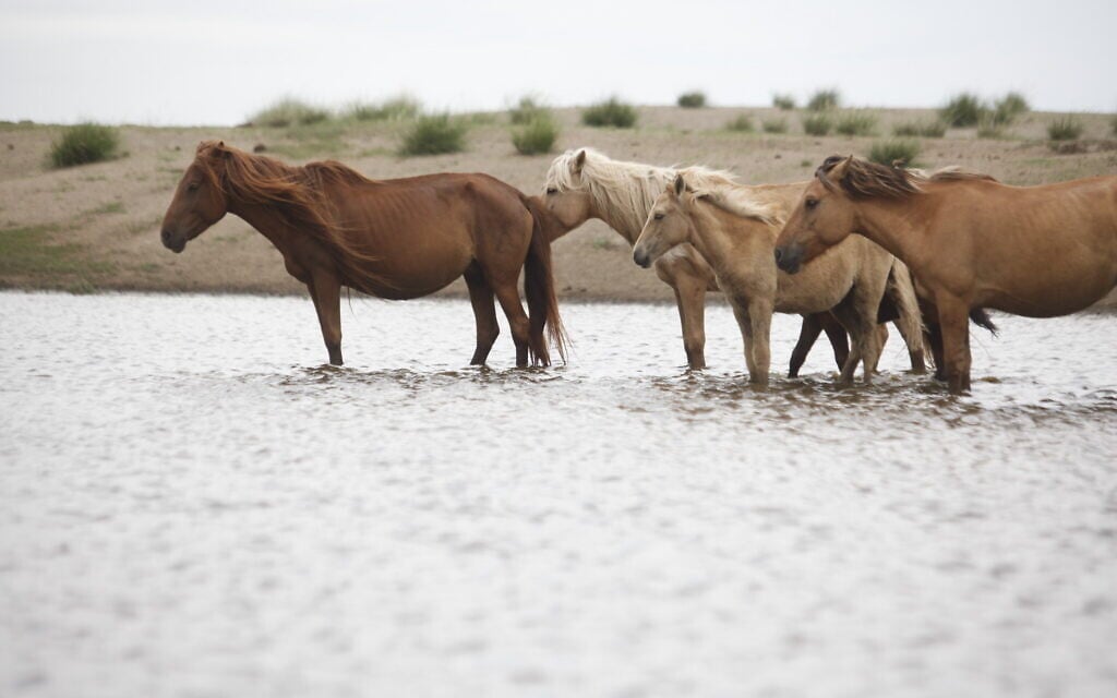 Mongolian horses (courtesy Hebrew University)
