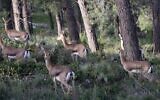 A herd of gazelles seen in Mitzpeh Naftoah, Jerusalem, March 26, 2016. (Yossi Zamir/Flash90)