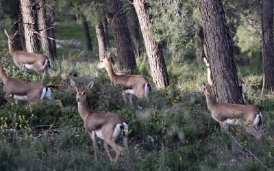 A herd of gazelles seen in Mitzpeh Naftoah, Jerusalem, March 26, 2016. (Yossi Zamir/Flash90)