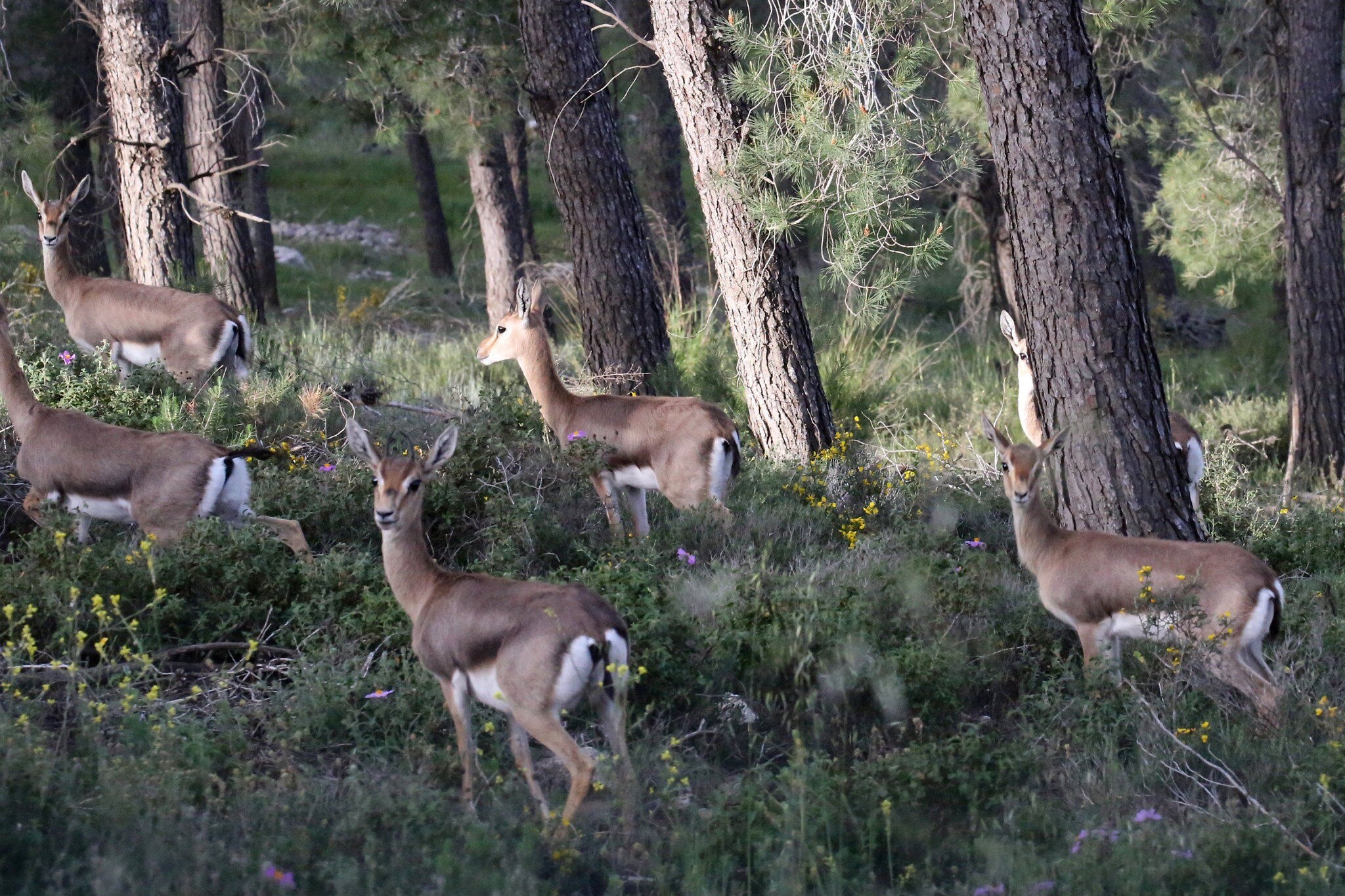 A herd of gazelles seen in Mitzpeh Naftoah, Jerusalem, March 26, 2016. (Yossi Zamir/Flash90) A herd of gazelles seen in Mitzpeh Naftoah, Jerusalem, March 26, 2016. (Yossi Zamir/Flash90)