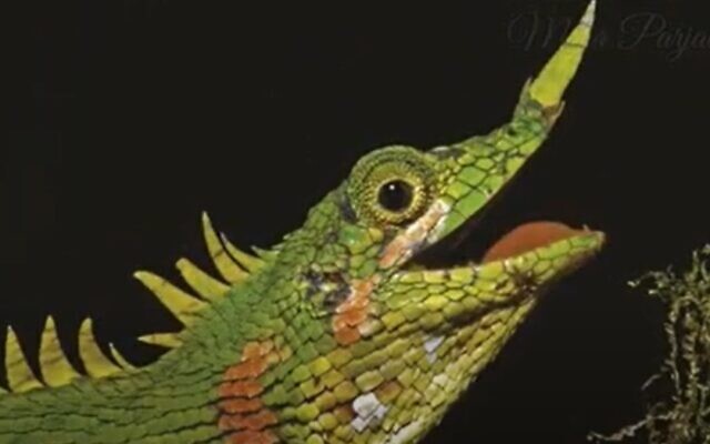 Modigliani's Nose-horned Lizard. (Screenshot/YouTube) Modigliani's Nose-horned Lizard. (Screenshot/YouTube)