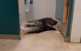 This porcupine wandered into the Knesset's bathroom on June 7, 2020. (Haim Bar)