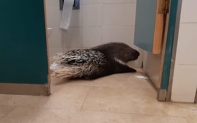 This porcupine wandered into the Knesset's bathroom on June 7, 2020. (Haim Bar) This porcupine wandered into the Knesset's bathroom on June 7, 2020. (Haim Bar)