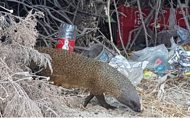 A mongoose walks among trash, from a presentation by MK Miki Haimovich during a Knesset Interior Affairs and Environment Committee meeting on waste, June 2, 2020. (Osnat El-Az, Society for the Protection of Nature in Israel).