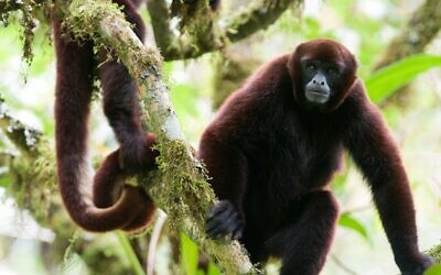 A critically endangered yellow-tailed woolly monkey living in the El Toro forest of the Peruvian Amazon is now protected, thanks to a purchase of land by TIME. (Courtesy TIME)