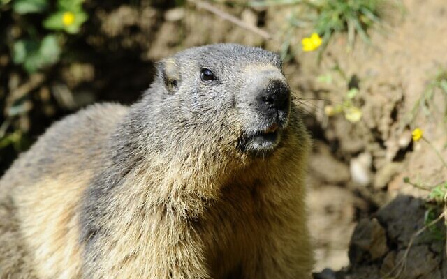 In this photo taken on May 25, 2016, a marmot is pictured at the Animal Park of Sainte-Croix in Rhodes, eastern France (Jean Christophe VERHAEGEN / AFP) In this photo taken on May 25, 2016, a marmot is pictured at the Animal Park of Sainte-Croix in Rhodes, eastern France (Jean Christophe VERHAEGEN / AFP)
