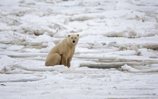 A polar bear sits on the Hudson Bay fresh ice next to a hole in the ice and close to the shore waiting for a seal meal outside Churchill, Mantioba, Canada, November 15, 2007. (Paul J. Richards/AFP) A polar bear sits on the Hudson Bay fresh ice next to a hole in the ice and close to the shore waiting for a seal meal outside Churchill, Mantioba, Canada, November 15, 2007. (Paul J. Richards/AFP)