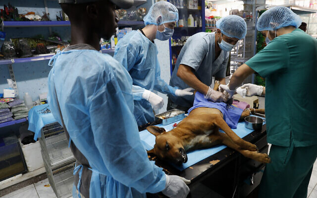 Palestinian veterinarians neuter a dog at a clinic in Gaza City, on July 13, 2020 (AP/Adel Hana) Palestinian veterinarians neuter a dog at a clinic in Gaza City, on July 13, 2020 (AP/Adel Hana)
