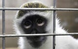 A rhesus macaque. (AP Photo/Carrie Antlfinger)