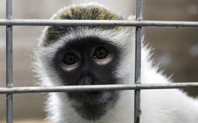 A rhesus macaque. (AP Photo/Carrie Antlfinger) A rhesus macaque. (AP Photo/Carrie Antlfinger)
