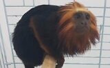 The monkey that was recovered by police several days after being stolen from a zoo in Kiryat Motzkin, in July 2020. (Israel Police)