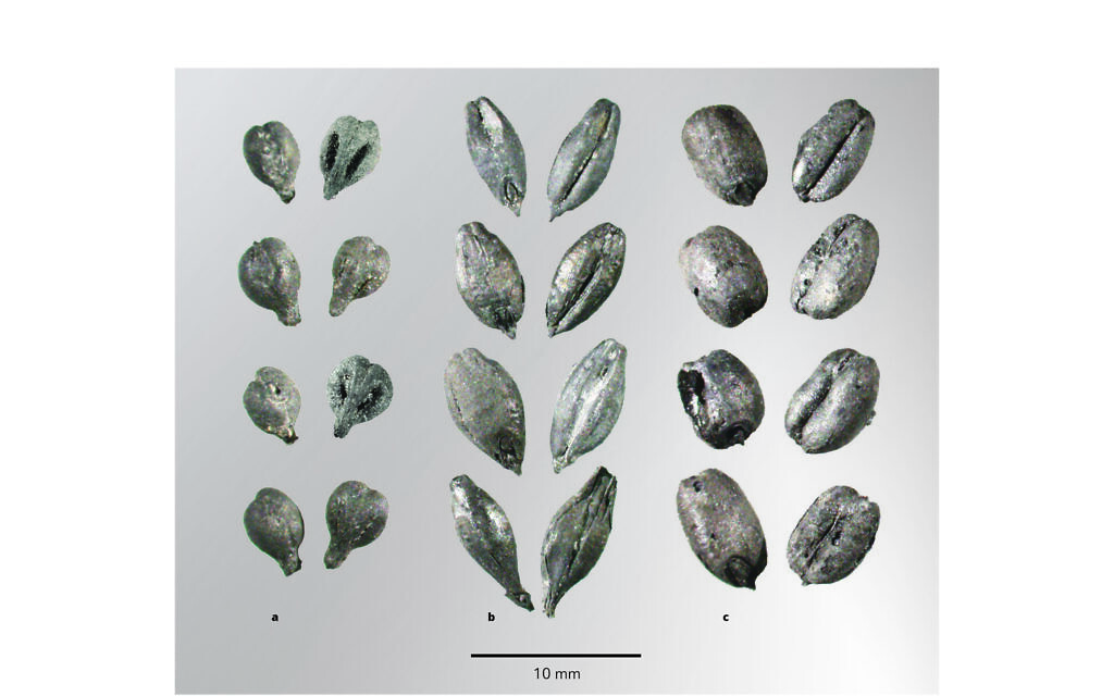 Nearly 10,000 seeds of grape (a), barley grains (b), and wheat grains (c) were retrieved and counted from 11 trash mounds at three Negev sites, Elusa, Shivta, and Nessana. (Daniel Fuks)