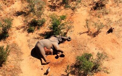 In this supplied photo a dead elephant lies in the bush in the Okavango Delta, Botswana, Monday May 25, 2020. Botswana says it is investigating a staggeringly high number of elephant carcasses, with 275 found in the popular Okavango Delta area of the southern African nation in recent weeks.(Photo via AP)