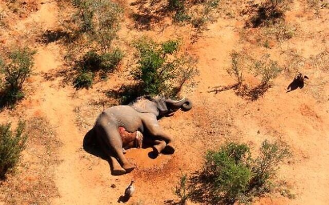 In this supplied photo a dead elephant lies in the bush in the Okavango Delta, Botswana, Monday May 25, 2020. Botswana says it is investigating a staggeringly high number of elephant carcasses, with 275 found in the popular Okavango Delta area of the southern African nation in recent weeks.(Photo via AP) In this supplied photo a dead elephant lies in the bush in the Okavango Delta, Botswana, Monday May 25, 2020. Botswana says it is investigating a staggeringly high number of elephant carcasses, with 275 found in the popular Okavango Delta area of the southern African nation in recent weeks.(Photo via AP)
