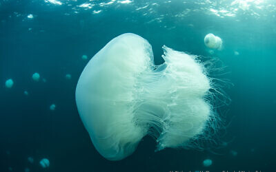 Illustrative: Researchers from University of Haifa's Leon H. Charney School of Marine Sciences examine a huge swarm of jellyfish appeared off Haifa's coast. (Hagai Nativ/University of Haifa)