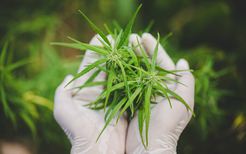 Freshly harvested cannabis (iStock)