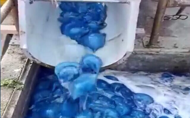 Thousands of jellyfish at the Ashkelon power station, July 10, 2020 (Screen grab/Channel 13 news) Thousands of jellyfish at the Ashkelon power station, July 10, 2020 (Screen grab/Channel 13 news)