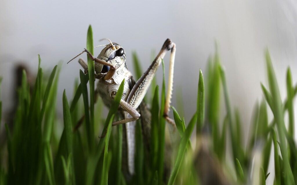 A grasshopper eats wheatgrass at the Hargol grasshoppers breeding farm in Kidmat Tzvi in the Golan Heights on July 12, 2020. (Photo by MENAHEM KAHANA / AFP) A grasshopper eats wheatgrass at the Hargol grasshoppers breeding farm in Kidmat Tzvi in the Golan Heights on July 12, 2020. (Photo by MENAHEM KAHANA / AFP)