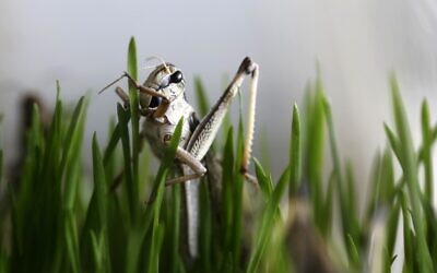 A grasshopper eats wheatgrass at the Hargol grasshoppers breeding farm in Kidmat Tzvi in the Golan Heights on July 12, 2020. (Photo by MENAHEM KAHANA / AFP)