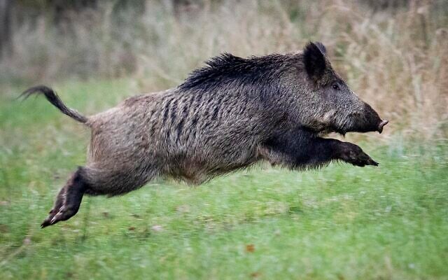A wild boar runs over a glade in a forest in the Taunus region near Frankfurt, Germany, November 9, 2019. (AP Photo/Michael Probst)