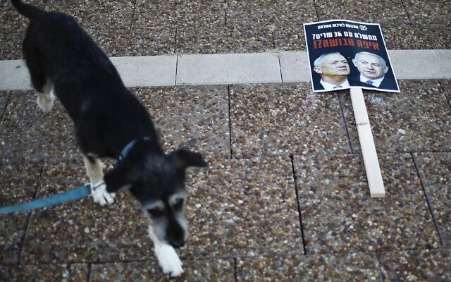 A dog walks by a sign depicting Israeli Prime Minister Benjamin Netanyahu, right, and Benny Gantz, left, that reads: 'A government with 36 ministers? Where is the shame?' during a protest against the government and the corruption, at Rabin Square in Tel Aviv, May 2,2020. (AP/Ariel Schalit) A dog walks by a sign depicting Israeli Prime Minister Benjamin Netanyahu, right, and Benny Gantz, left, that reads: 'A government with 36 ministers? Where is the shame?' during a protest against the government and the corruption, at Rabin Square in Tel Aviv, May 2,2020. (AP/Ariel Schalit)