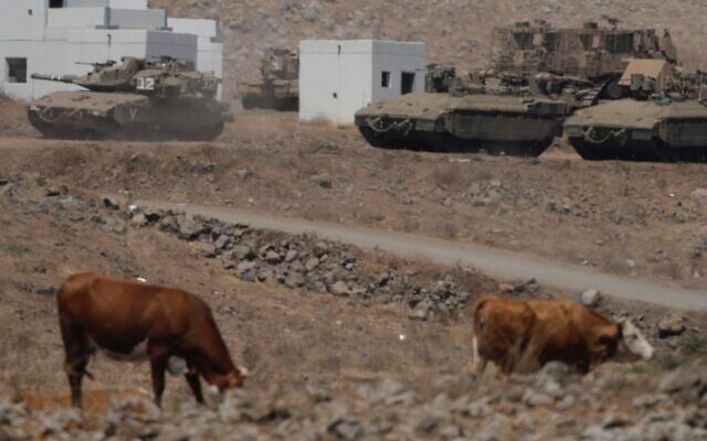 Cows and Israeli military tanks during an exercise in Golan Heights near the border with Syria on August 4, 2020. (AP/Ariel Schalit) Cows and Israeli military tanks during an exercise in Golan Heights near the border with Syria on August 4, 2020. (AP/Ariel Schalit)