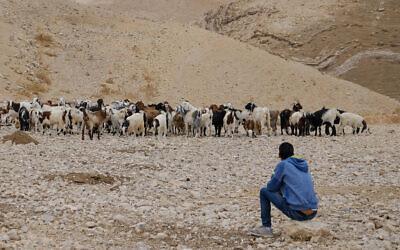 Illustrative: A Bedouin shepherd watches his sheep in the Judean desert on October 26, 2019 (Sara Klatt/Flash90)