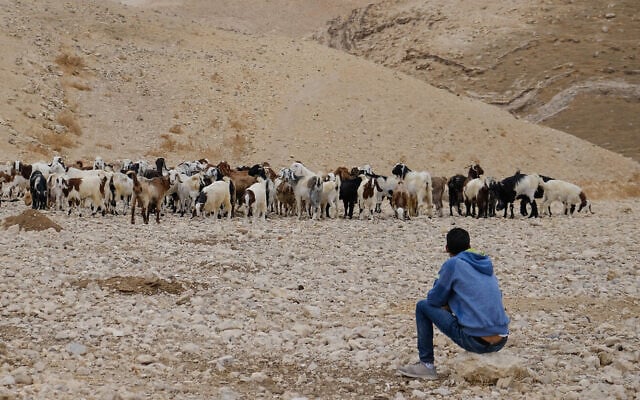 Illustrative: A Bedouin shepherd watches his sheep in the Judean desert on October 26, 2019 (Sara Klatt/Flash90) Illustrative: A Bedouin shepherd watches his sheep in the Judean desert on October 26, 2019 (Sara Klatt/Flash90)