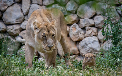 An lioness seen with her 6-weeks-old Asiatic lion cubs, at the Jerusalem Biblical Zoo in Jerusalem on May 6, 2020. (Yonatan Sindel/Flash90)