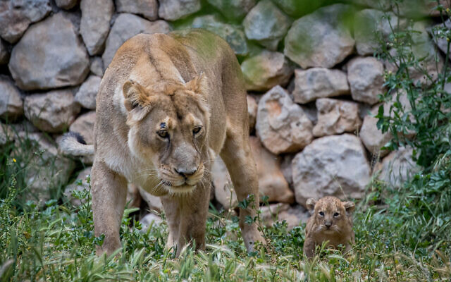 An lioness seen with her 6-weeks-old Asiatic lion cubs, at the Jerusalem Biblical Zoo in Jerusalem on May 6, 2020. (Yonatan Sindel/Flash90)