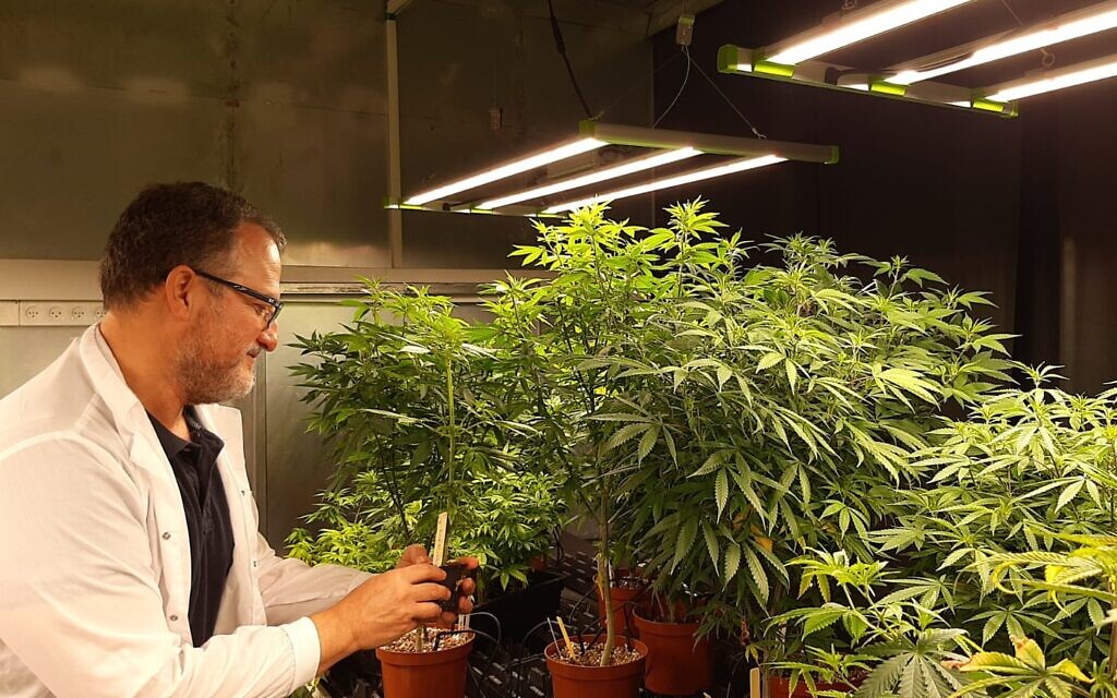 Illustrative: CanBreed CEO and co-founder Ido Margalit at the startup's cannabis R&D site in Givat Chen  (Courtesy)