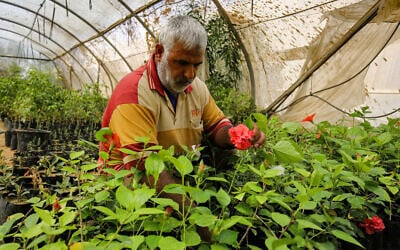 Abdel Rahman al-Najjar, a Palestinian, tends to plants in a flower nursery inside a greenhouse in the former Israeli settlement of Gadid, in Khan Yunis in the southern Gaza Strip, on August 10, 2020. (Said Khatib/AFP)
