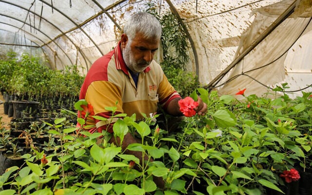 Abdel Rahman al-Najjar, a Palestinian, tends to plants in a flower nursery inside a greenhouse in the former Israeli settlement of Gadid, in Khan Yunis in the southern Gaza Strip, on August 10, 2020. (Said Khatib/AFP) Abdel Rahman al-Najjar, a Palestinian, tends to plants in a flower nursery inside a greenhouse in the former Israeli settlement of Gadid, in Khan Yunis in the southern Gaza Strip, on August 10, 2020. (Said Khatib/AFP)