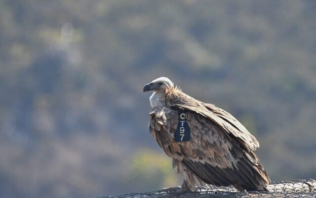 A griffon vulture. (Yosef Avgana, Israel Nature and Parks Authority) A griffon vulture. (Yosef Avgana, Israel Nature and Parks Authority)