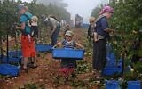 Evangelical Christian volunteers harvest Merlot wine grapes on September 23, 2020, for the Israeli family-run Tura Winery, in the estate's vineyards located at the West Bank settlement of Har Bracha. (Menahem Kahana/AFP)