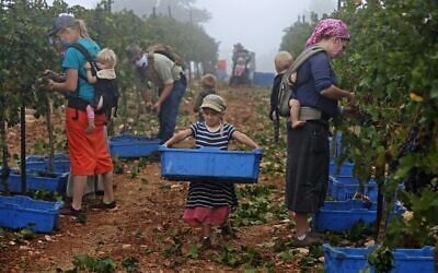 Evangelical Christian volunteers harvest Merlot wine grapes on September 23, 2020, for the Israeli family-run Tura Winery, in the estate's vineyards located at the West Bank settlement of Har Bracha. (Menahem Kahana/AFP)
