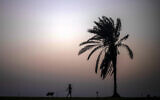 A woman walks a dog in Tel Aviv, , Sept. 4, 2020. (AP Photo/Ariel Schalit)
