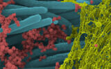 An image produced by US researchers shows SARS-CoV-2 virus particles (red), covering human bronchial cilia (blue), and mucus (yellow). (Ehre Lab, UNC School of Medicine)